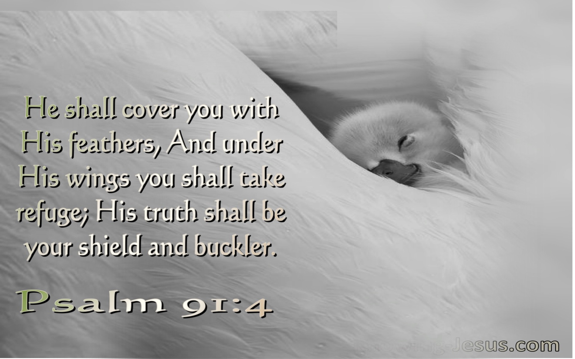 Psalm 91:4 He Shall Cover You With His Feathers His Truth Is Your Shield And Buckler (white)